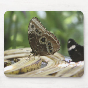 Nahrung für Schmetterlinge Mousepad