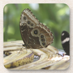 Nahrung für Schmetterlinge Untersetzer