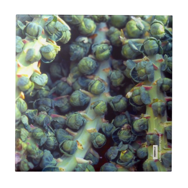 Nahrungskette Fliese (Vorderseite)