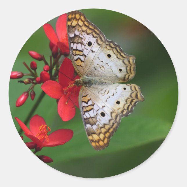 Naht des weißen Schmetterlings Runder Aufkleber (Vorderseite)