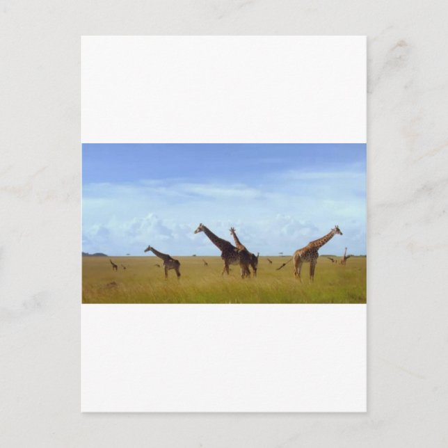 Nairobi-Nationalpark Giraffen Postkarte (Vorderseite)