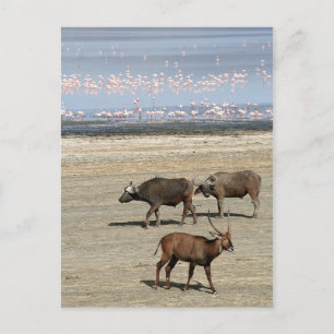 Nakuru-See/Kenia Postkarte