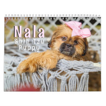 Nala Shih Tzu Süßestes Hündchen