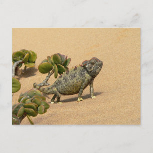 Namaqua Chameleon über Wüstensand mit Jade-Pflanze Postkarte