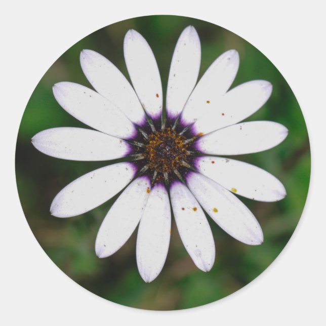 Namaqualand Wilde Blume Südafrika Runder Aufkleber (Vorderseite)
