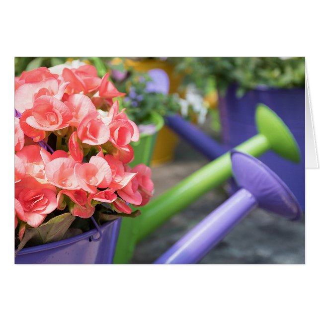 Name Day-pink Begonia in lila Bewässerung kann (Vorderseite (Horizontal))