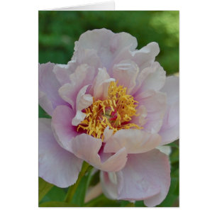 Namenlos und wohlriechend