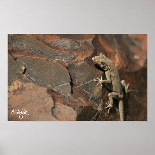 Namib Day Gecko (Bradfield's Poster