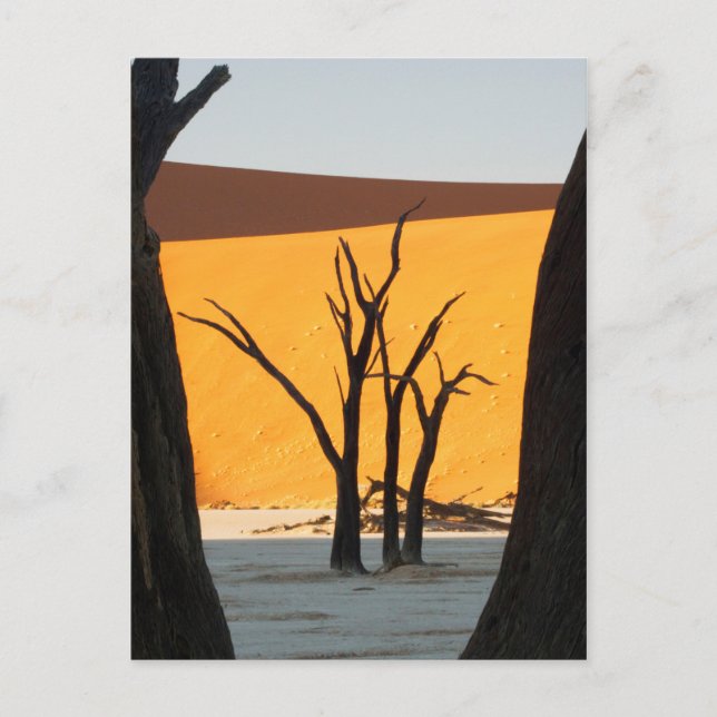 Namib-Naukluft Park, Sossusvlei | Dead Vlei Postkarte (Vorderseite)