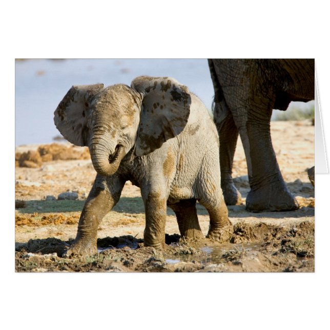 Namibia, Afrika: Baby African Elephant (Vorderseite (Horizontal))