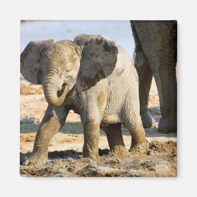 Namibia, Afrika: Baby African Elephant Magnet (Vorne)