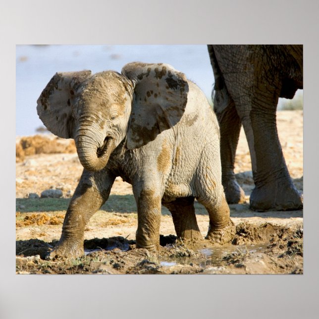 Namibia, Afrika: Baby African Elephant Poster (Vorne)