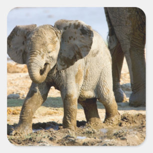 Namibia, Afrika: Baby African Elephant Quadratischer Aufkleber