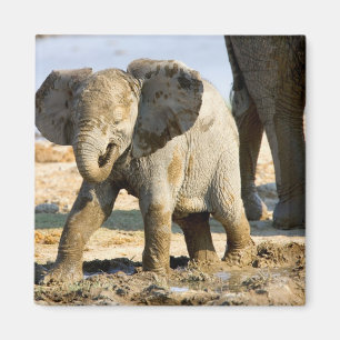 Namibia, Afrika: Baby Afrikanischer Elefant Magnet