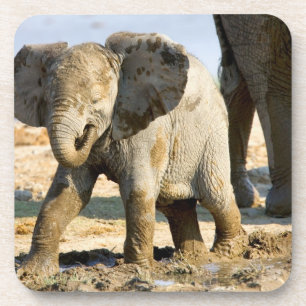 Namibia, Afrika: Baby Afrikanischer Elefant Untersetzer