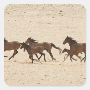 Namibia, Aus. Gruppe von wild laufenden Pferden au Quadratischer Aufkleber