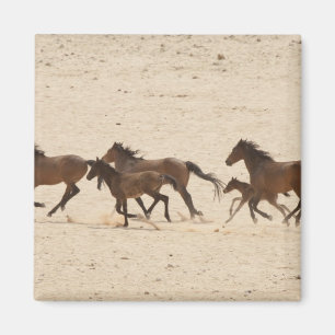 Namibia, Aus. Gruppe von Wildpferden auf Magnet