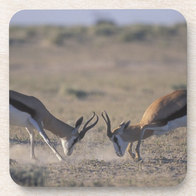 Namibia, Etosha National Park, zwei Männer Untersetzer (Vorderseite)