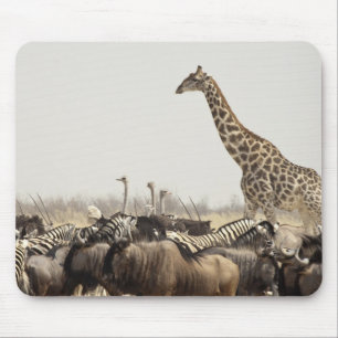 Namibia, Etosha-Nationalpark. Ein einzelner Giraff Mousepad