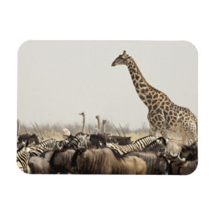 Namibia, Etosha-Nationalpark. Eine einsame Giraffe Magnet
