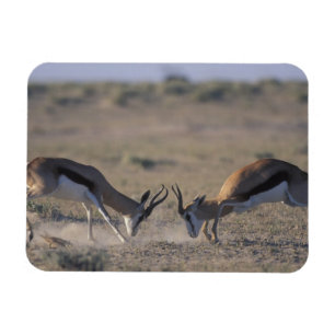 Namibia, Etosha-Nationalpark, zwei Männchen Magnet