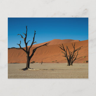 Namibia - versteinerte Bäume auf der Postkarte Dea