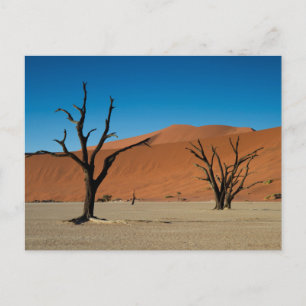 Namibie - Arbres pétrifiés sur la carte postale De