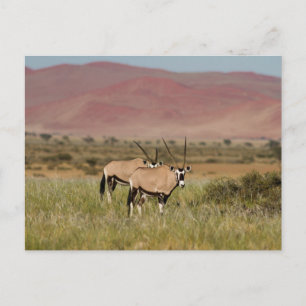Namibie - Oryx antilopes à Sossusvlei carte postal