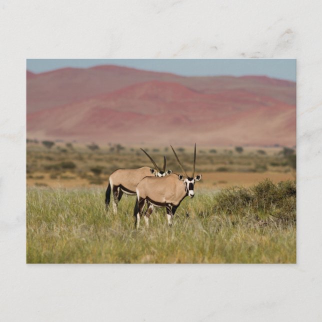 Namibie - Oryx antilopes à Sossusvlei carte postal (Devant)