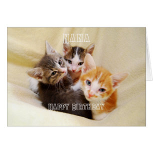 Nana, Trio de chatons chauds et mignons Joyeux Ann
