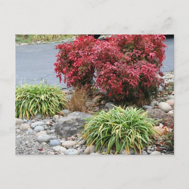 Nandina und Agapanthus Ankündigungspostkarte (Vorderseite)