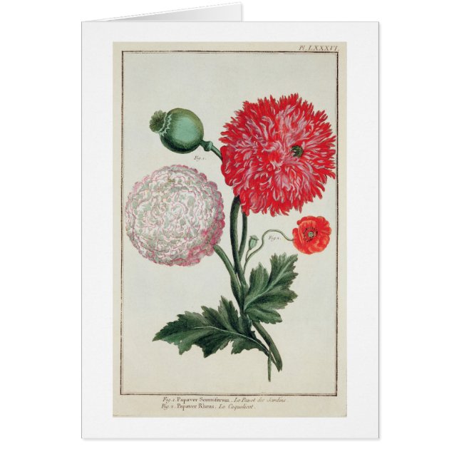 Nandous de Papaver somniferum et de pavot gravés (Devant)