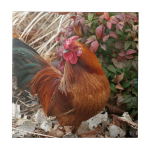 Nankin Zwerghuhn-Huhn Fliese