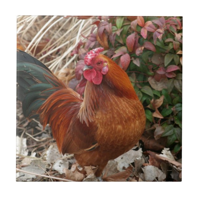 Nankin Zwerghuhn-Huhn Fliese (Vorderseite)