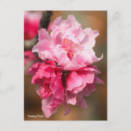 Nanking Peach [Postcard] Postkarte