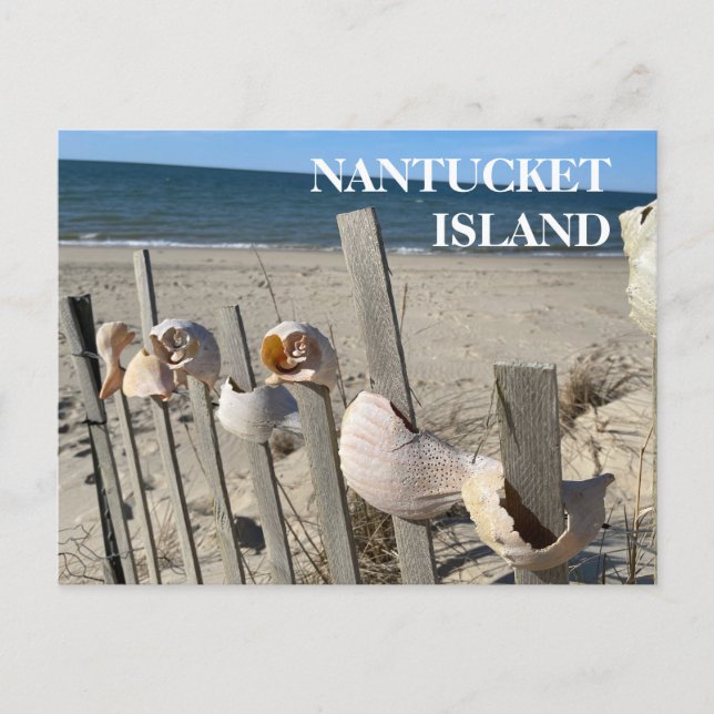 Nantucket Beach Coques sur une carte postale de cl (Devant)