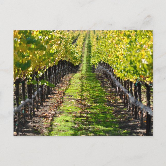 Napa Valley Vineyard California Postkarte (Vorderseite)
