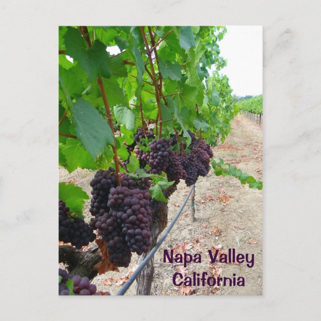 Napa Valley Vineyards Postcard! Postkarte (Vorderseite)