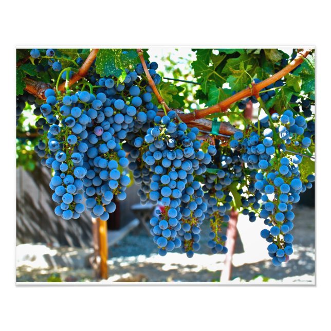 Napa Valley Weinkeller Trauben Fotodruck (Vorne)