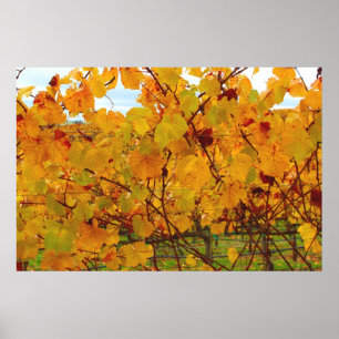 Napa- Valleywein-Land-Weinberg Poster
