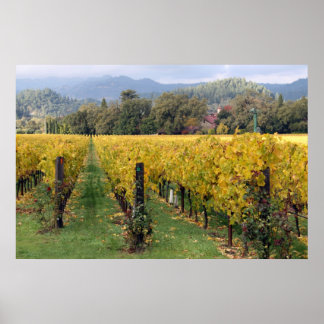 Napa-Weinberg-Poster Poster