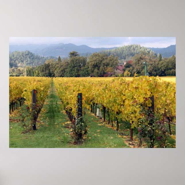 Napa-Weinberg-Poster Poster (Vorne)
