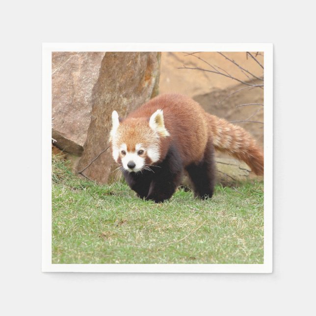 Napkins Foto roter Panda, Tiere 0461. Serviette (Vorderseite)