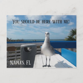 NAPLES, FL Niedlich Seagull Print Beach Postkarte