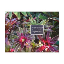 Naples Florida Botanischer Garten Stephen Dias Zit