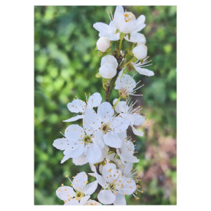 Nappe Arbre en Fleurs au Printemps Roumanie – Photograph