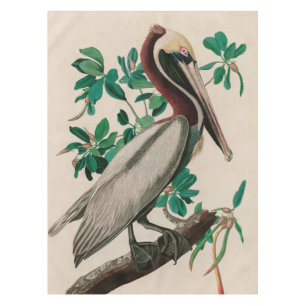 Nappe Brown Pelican Birds of America Audubon Imprimer