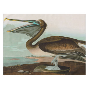 Nappe Brown Pelican Birds of America Audubon Imprimer