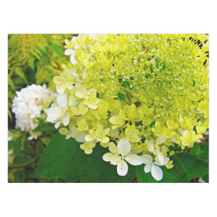Nappe Chartreuse Vert, Hydrangea Limelight,