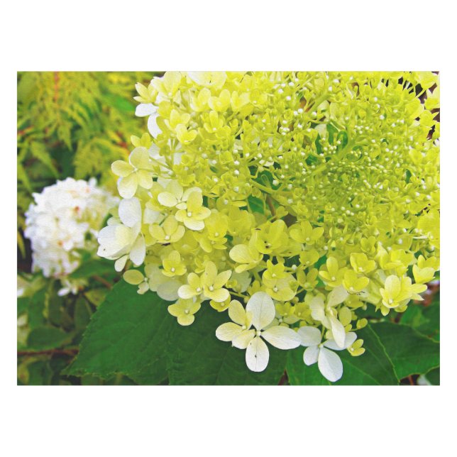 Nappe Chartreuse Vert, Hydrangea Limelight, (Devant (Horizontal))